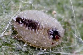 Attēlu rezultāti vaicājumam “Aleurochiton aceris”