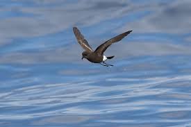 Image result for Oceanites oceanicus