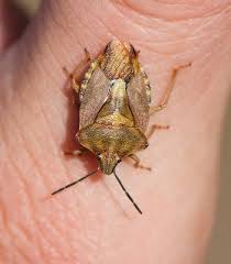 Attēlu rezultāti vaicājumam “Carpocoris purpureipennis”