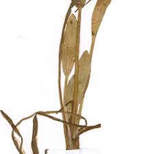 Attēlu rezultāti vaicājumam “Alisma gramineum flower”