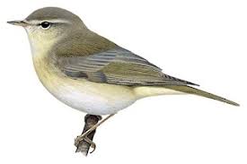 Attēlu rezultāti vaicājumam “Phylloscopus trochiloides adult”