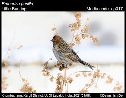 Image result for Emberiza pusilla