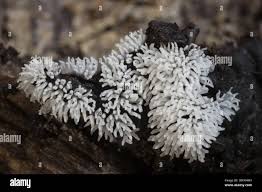 Attēlu rezultāti vaicājumam “Ceratiomyxa fruticulosa spores”