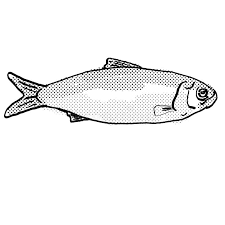 Image result for Alosa alabamae