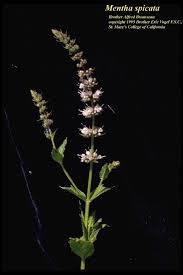 Attēlu rezultāti vaicājumam “Mentha spicata leaf”