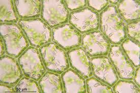Attēlu rezultāti vaicājumam “Calypogeia fissa”