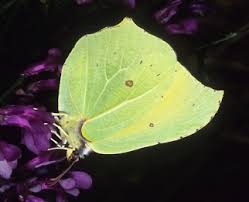 Attēlu rezultāti vaicājumam “Gonepteryx rhamni male”