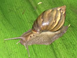 Attēlu rezultāti vaicājumam “Collaria sp.”