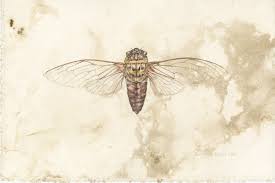 Attēlu rezultāti vaicājumam “Insecta”