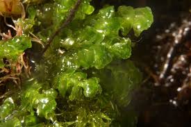 Attēlu rezultāti vaicājumam “Scapania undulata”