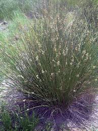 Attēlu rezultāti vaicājumam “Juncus conglomeratus”