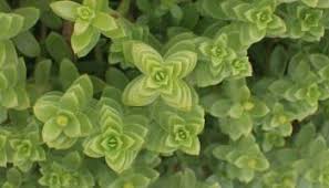 Attēlu rezultāti vaicājumam “Honckenya peploides bud”