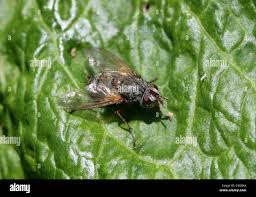 Attēlu rezultāti vaicājumam “Tachinidae”