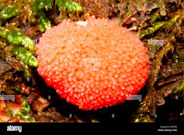 Attēlu rezultāti vaicājumam “Tubifera ferruginosa (subsp. ferruginosa) young”