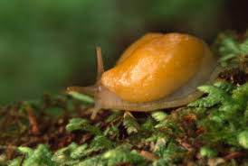 Attēlu rezultāti vaicājumam “Malacolimax tenellus”