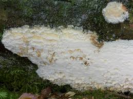 Attēlu rezultāti vaicājumam “Skeletocutis odora”