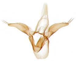 Attēlu rezultāti vaicājumam “Phyllonorycter nicellii”