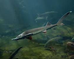 Image result for Acipenser