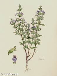 Attēlu rezultāti vaicājumam “Acinos arvensis flower”