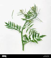 Attēlu rezultāti vaicājumam “Cardamine impatiens”