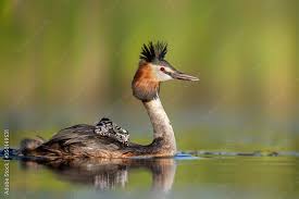 Attēlu rezultāti vaicājumam “Podiceps cristatus”