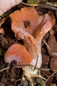 Attēlu rezultāti vaicājumam “Tremiscus helvelloides”