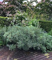 Attēlu rezultāti vaicājumam “Salix lapponum”