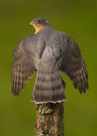 Attēlu rezultāti vaicājumam “Accipiter nisus male”