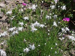 Attēlu rezultāti vaicājumam “Dianthus arenarius”