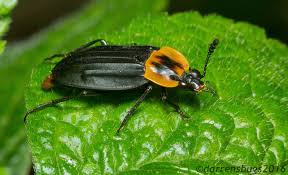 Attēlu rezultāti vaicājumam “Silphidae”