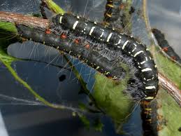 Attēlu rezultāti vaicājumam “Eriogaster lanestris”