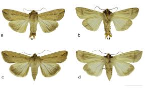 Attēlu rezultāti vaicājumam “Mythimna sp.”