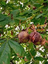 Attēlu rezultāti vaicājumam “Aesculus x hybrida fruit”