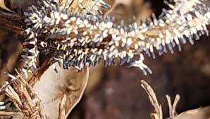 Attēlu rezultāti vaicājumam “Diachea leucopodia macro”