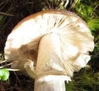 Attēlu rezultāti vaicājumam “Rozites caperata”