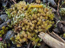 Attēlu rezultāti vaicājumam “Bryum rubens”