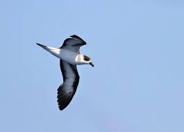 Image result for Pterodroma hasitata