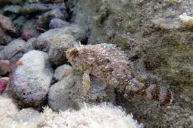 Image result for Scorpaena porcus
