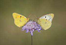Attēlu rezultāti vaicājumam “Colias croceus”