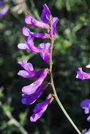 Attēlu rezultāti vaicājumam “Vicia tenuifolia flower”