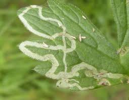 Attēlu rezultāti vaicājumam “Phytomyza ranunculi”