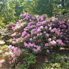Attēlu rezultāti vaicājumam “rhododendron”