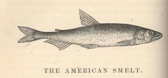 Image result for Osmerus mordax