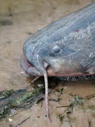 Image result for Pylodictis olivaris