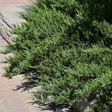 Attēlu rezultāti vaicājumam “Juniperus sabina”