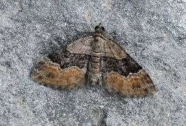 Attēlu rezultāti vaicājumam “Xanthorhoe quadrifasiata”