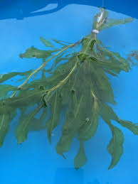 Attēlu rezultāti vaicājumam “Potamogeton lucens”