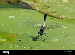 Attēlu rezultāti vaicājumam “Leucorrhinia caudalis”