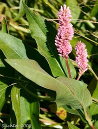 Attēlu rezultāti vaicājumam “Polygonum amphibium”