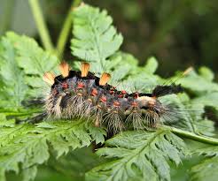 Attēlu rezultāti vaicājumam “Phalonidea permixtana”